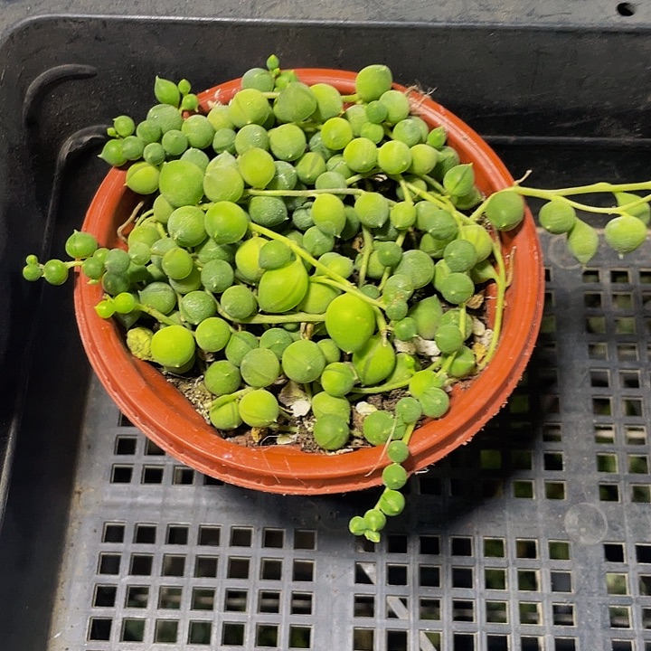 佛珠4.8带盆土发货