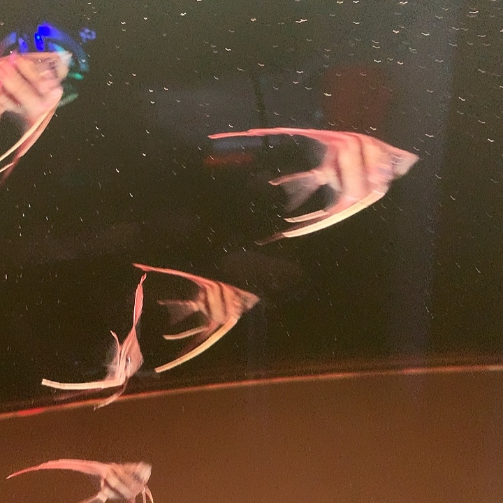 Y***恒海水5条精品圣费利佩