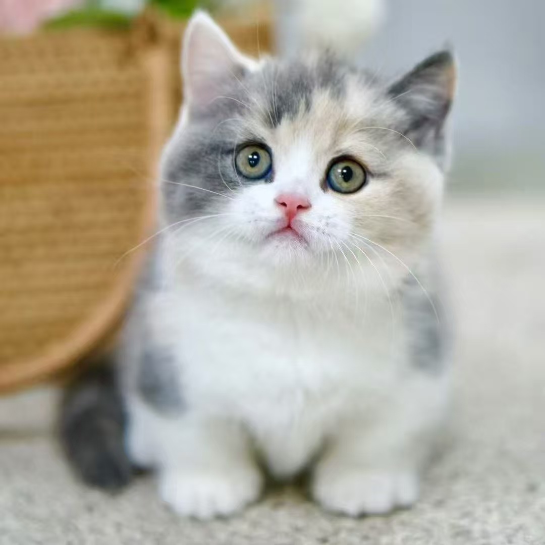 【司令萌宠】宠物活体猫咪链接