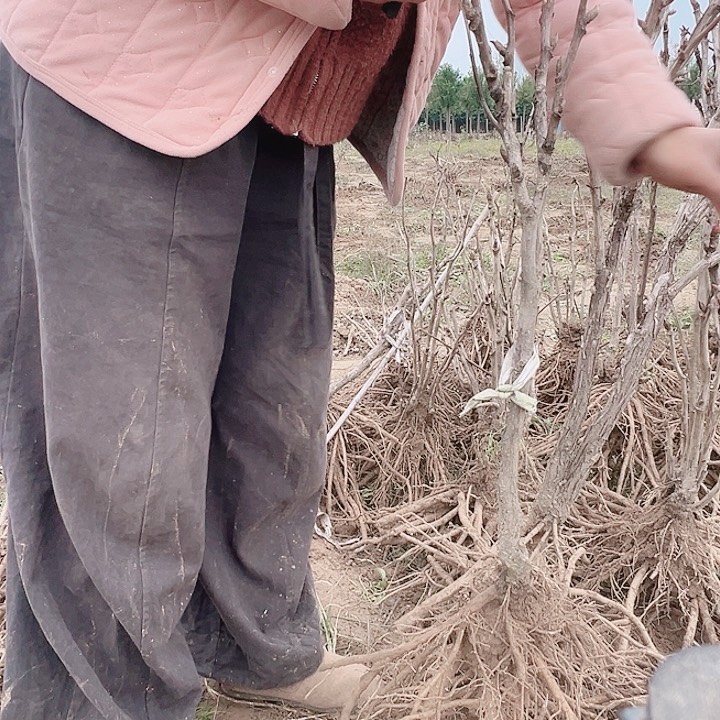 当前无花栽培后可以开花绿香球