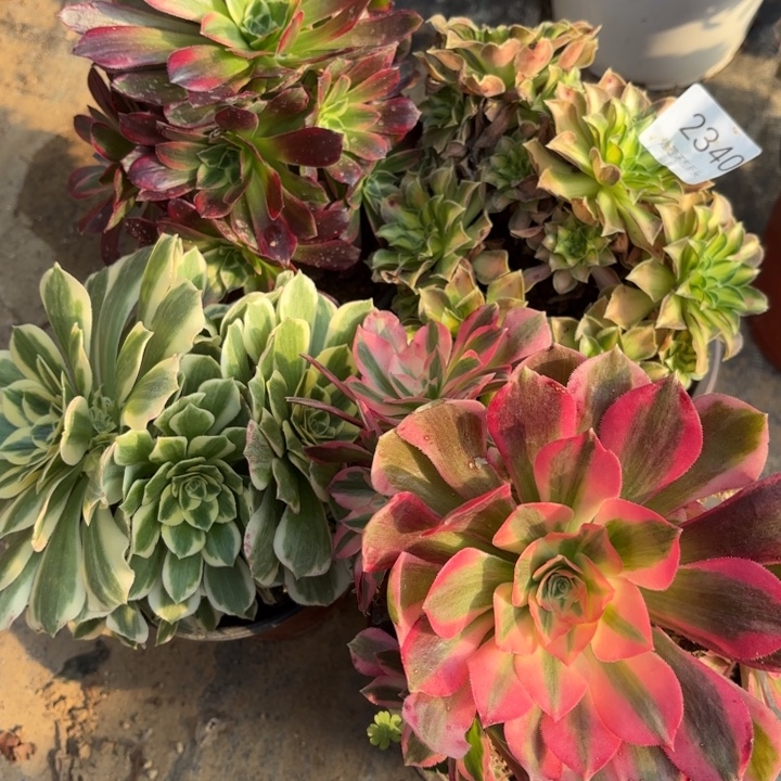 4颗多肉处理不包断头2340