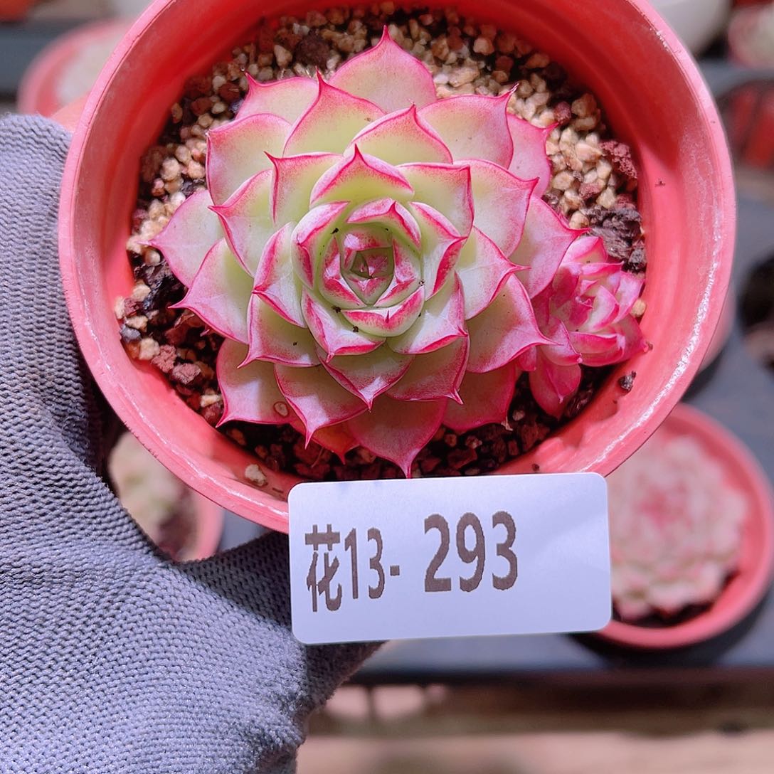 花13-293女王带仔