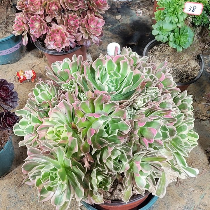 38白凤法师故事法师故事