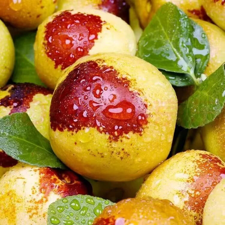 Z山东沾化新鲜现摘冰糖冬枣脆甜可口自然成熟当季水果