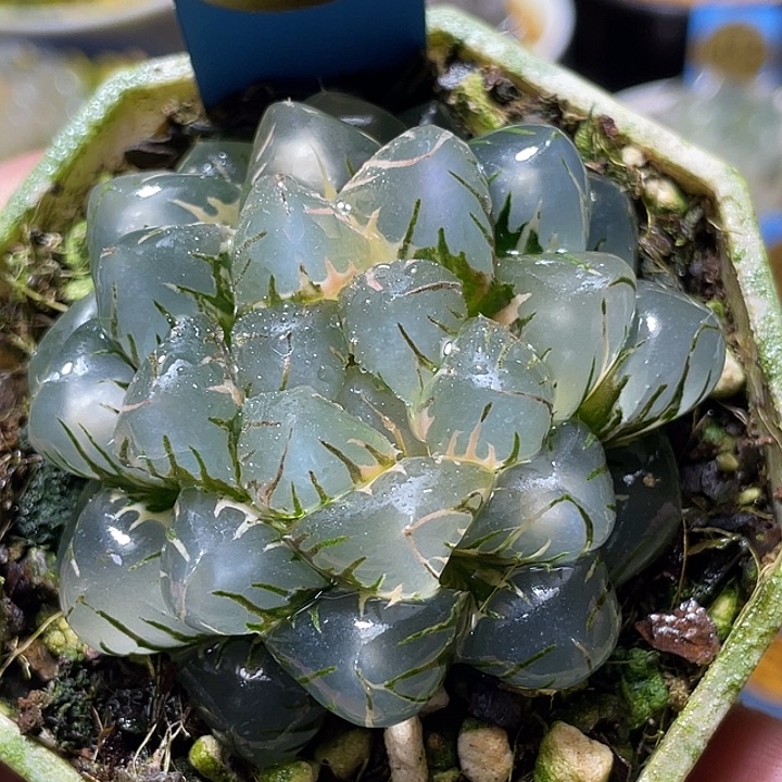 536大叶灯芯水中月锦亚母本级别