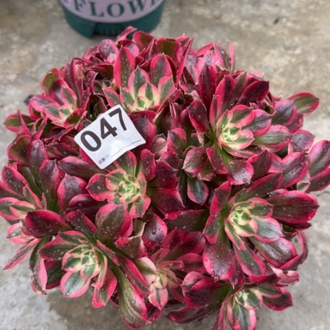 047粉女郎25厘米左右