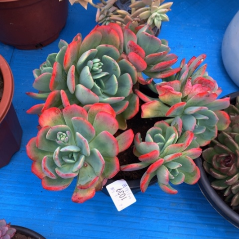 宝****宁1039仙雾多肉