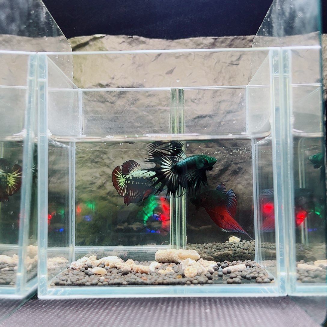 海胆精品精品精品精品