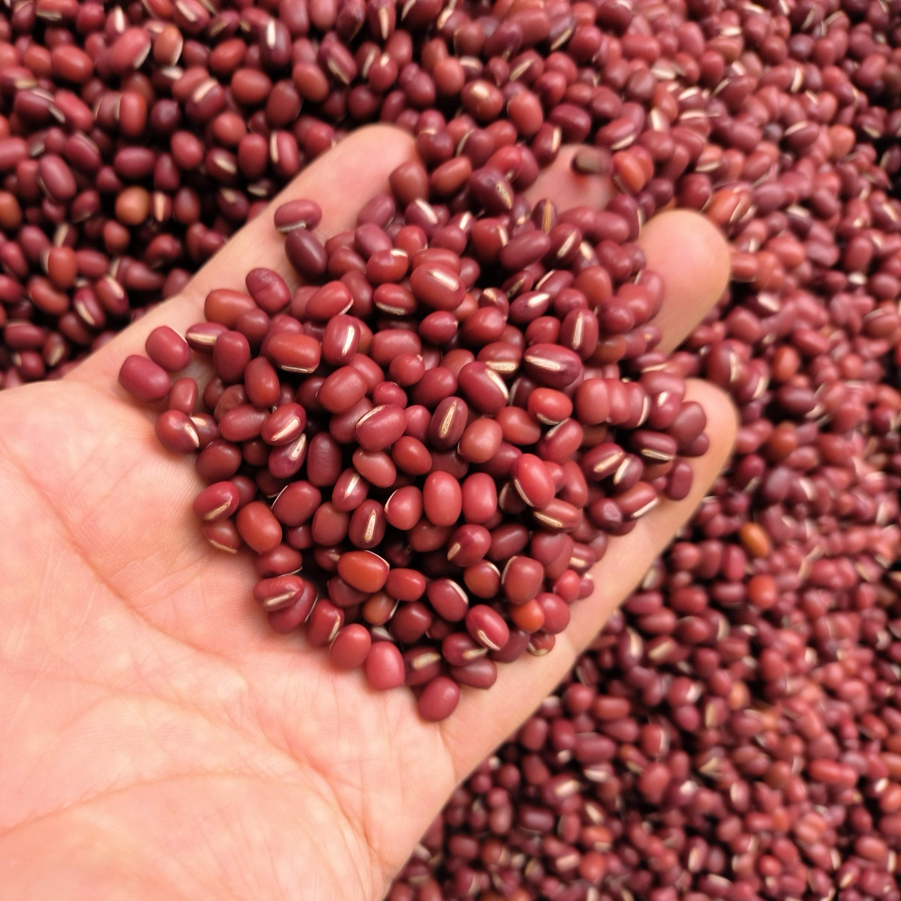 云南农家红小豆新鲜发豆芽皮薄出沙煲粥煲汤红豆汤打豆浆五谷杂粮