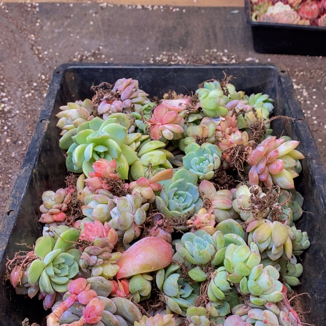 718多肉植物保护研究所所长助理