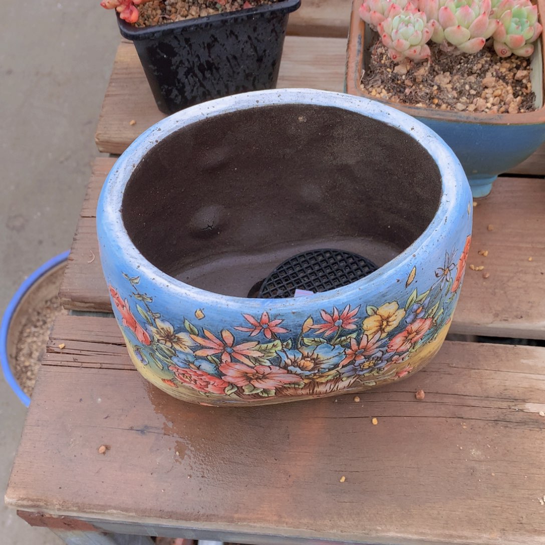 西****逸园精品多肉植物