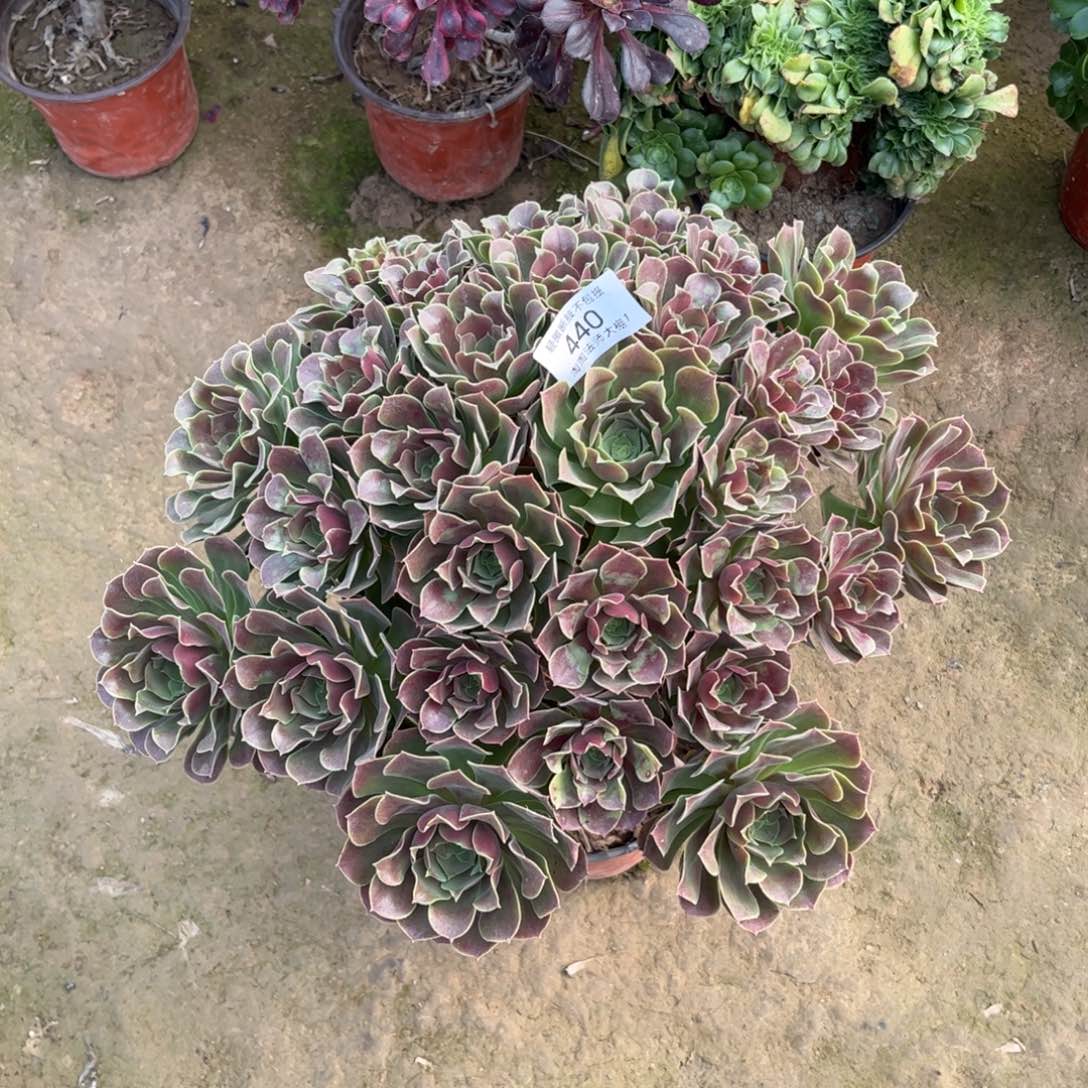 440韶秋多肉植物法师