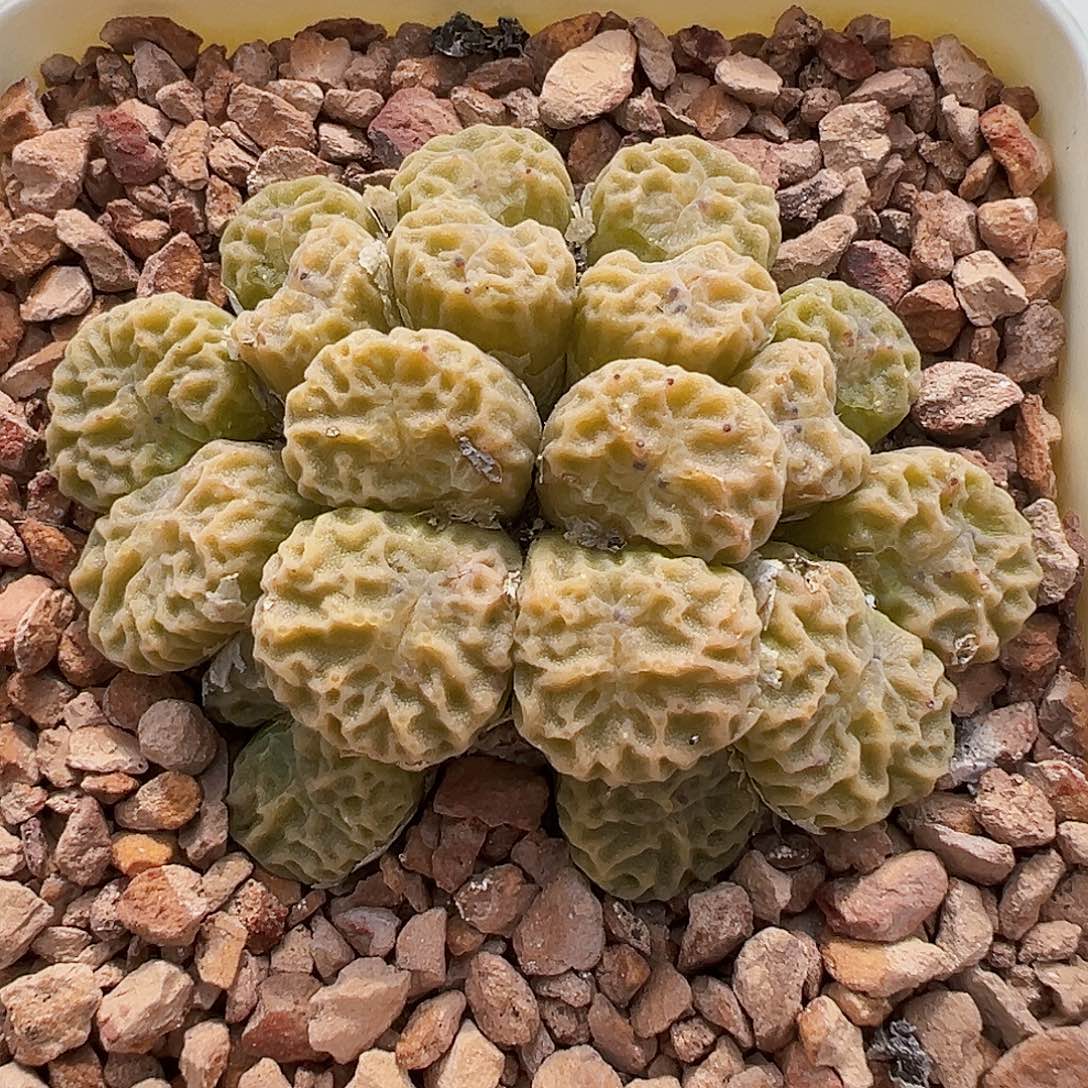 无花朵超级烧麦 9479 19头群