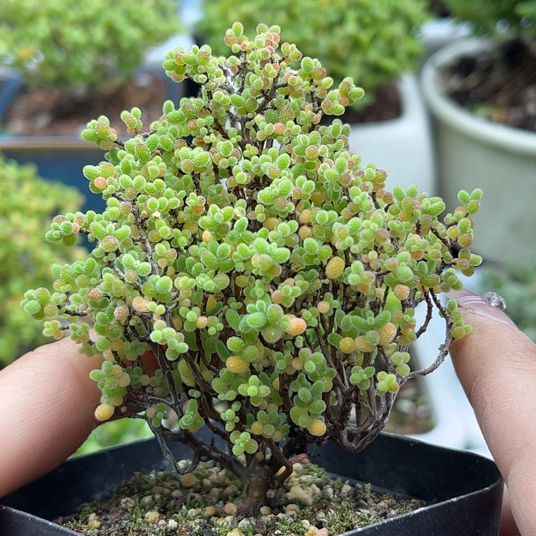 32蜜桔糖球优选枝干番杏