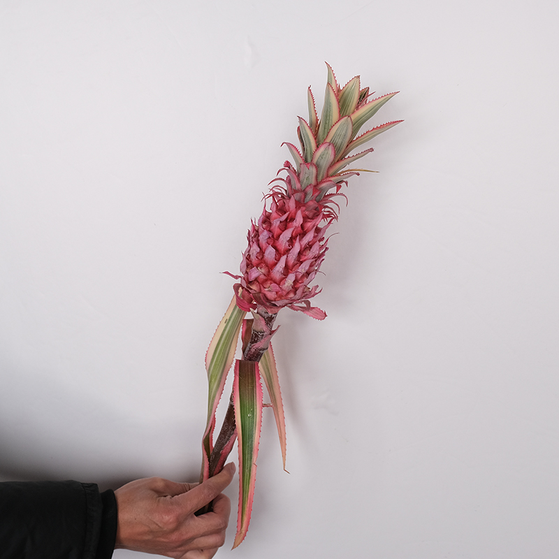 王的森林高品质粉色进口小菠萝鲜花花材高级百搭耐养超长花期