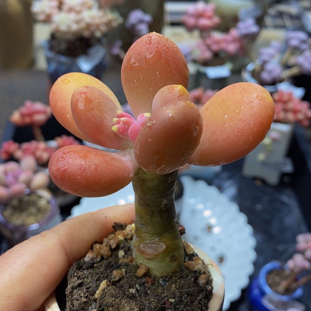 341 芒果奶金蟾6 厘米