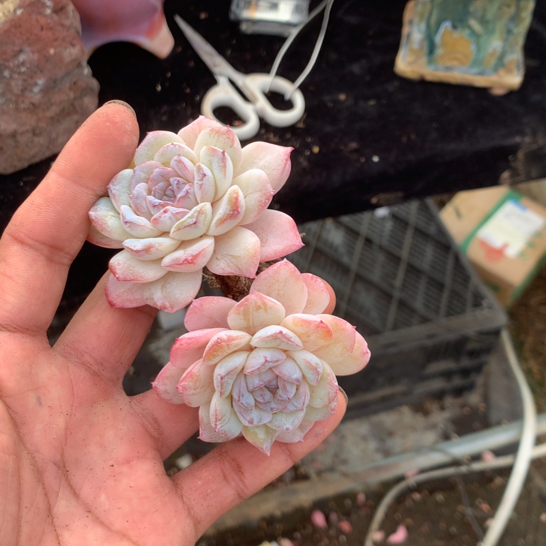 心***愿我们的产品也越来越难做到