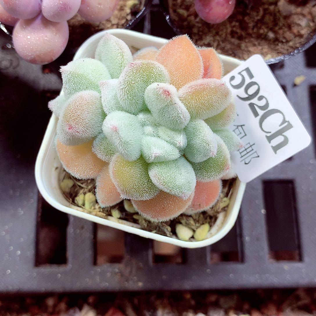 5厘米盆精控多肉592