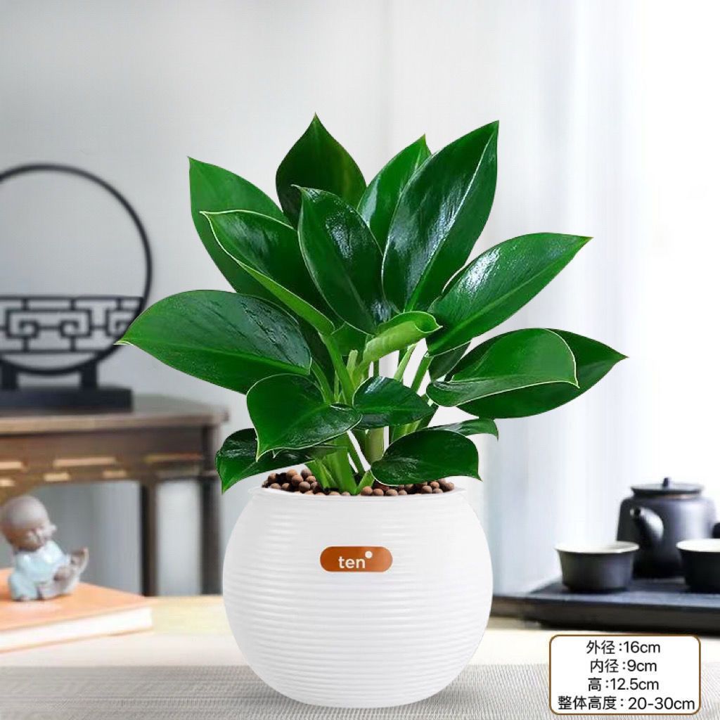 【吸毒大王】金钻绿公主盆栽水培绿植净化空气吸甲醛好养活花卉