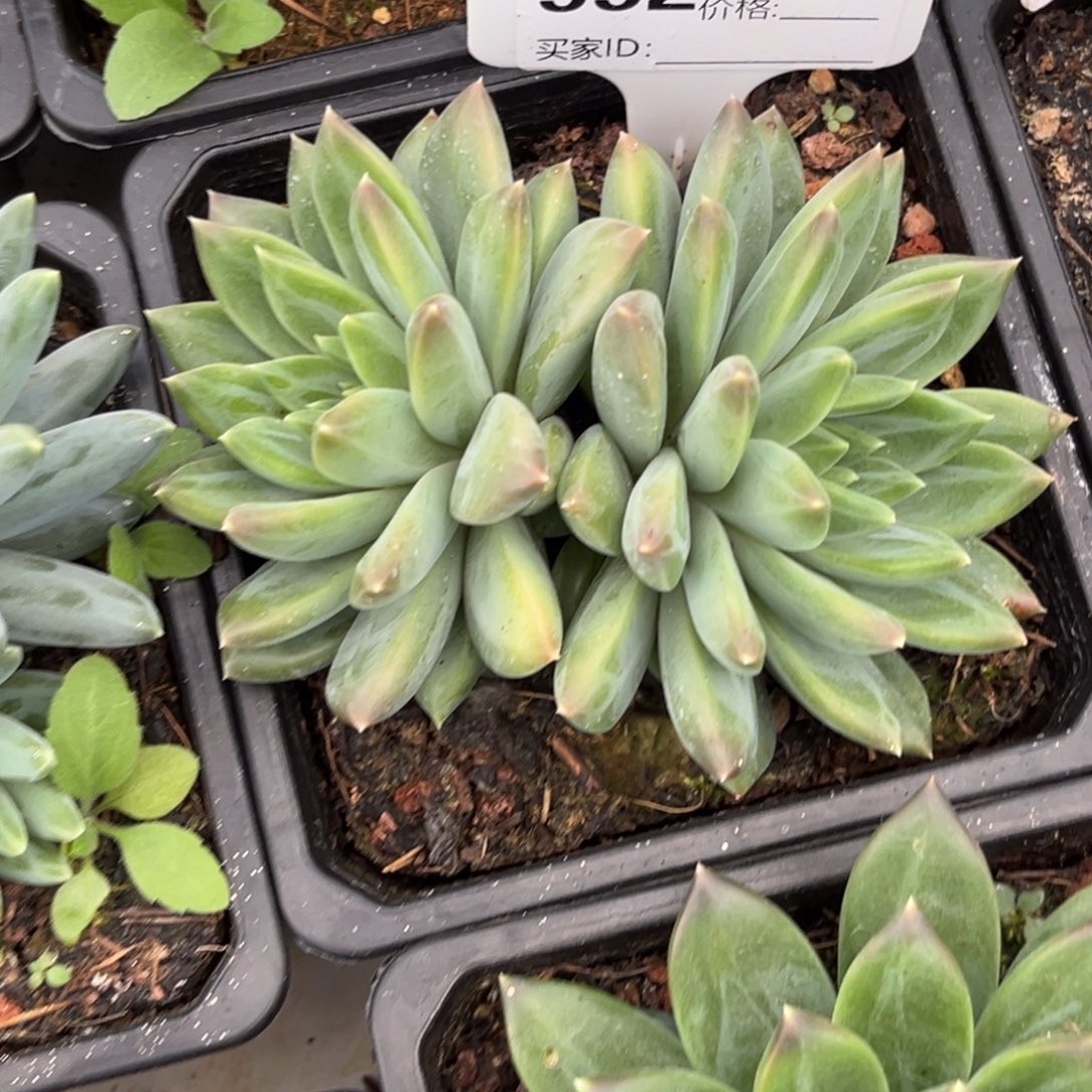 美人系多肉植物552