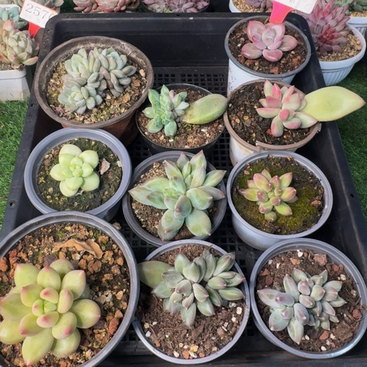 100多肉植物一物一拍