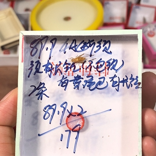 用***6蟋蟀33333333333333333