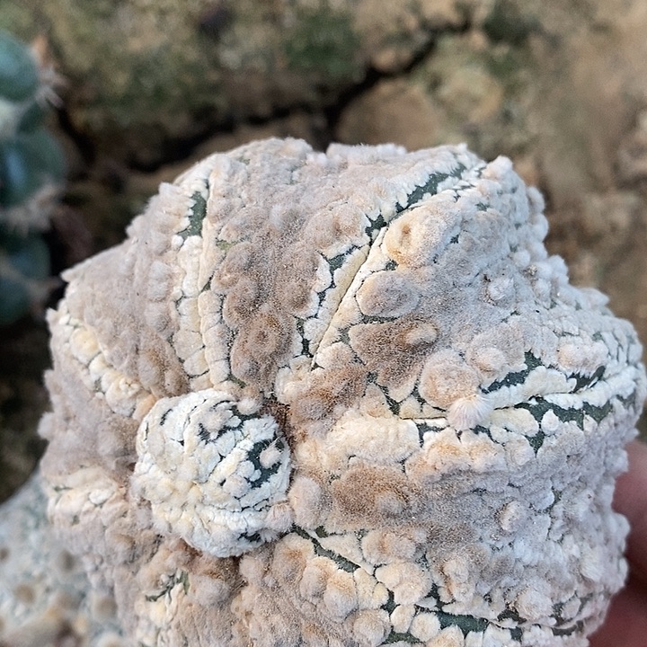 马***姐专拍花园海星书上说