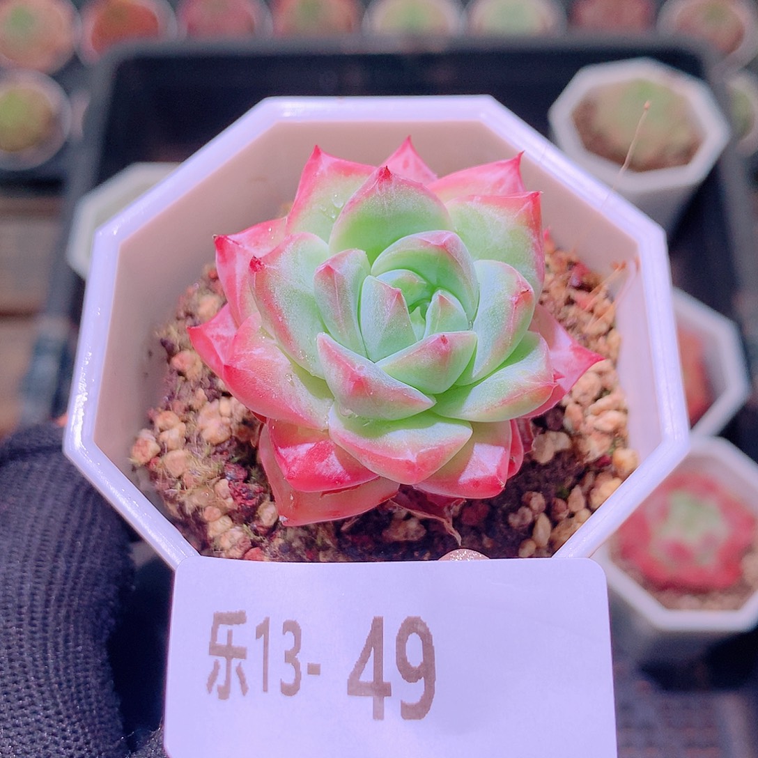 乐然13-49 粉钻单头 