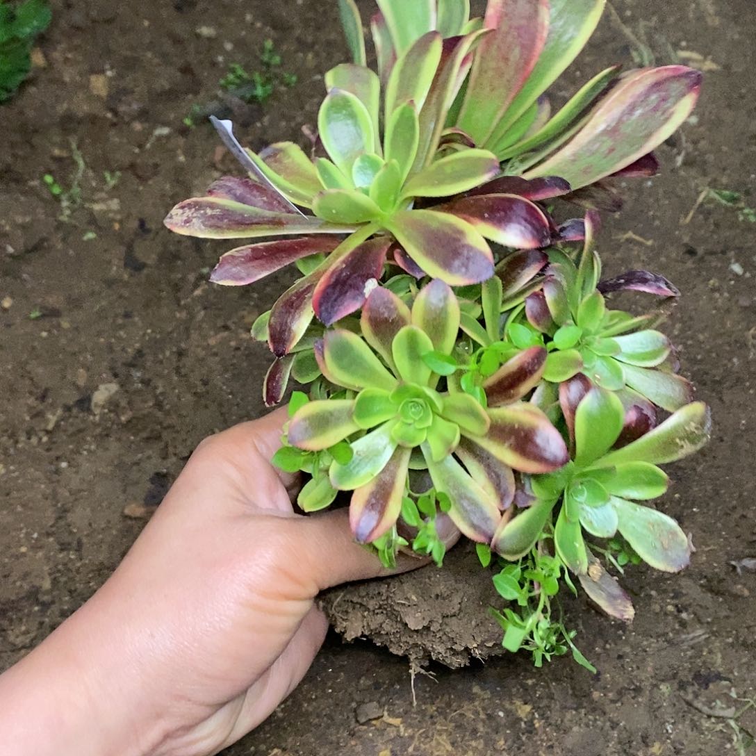 402欧佳丽有砍朵朵缀