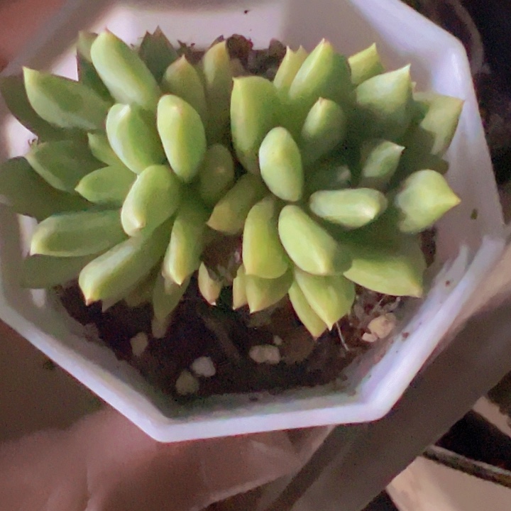甲骨文精品多肉植物
