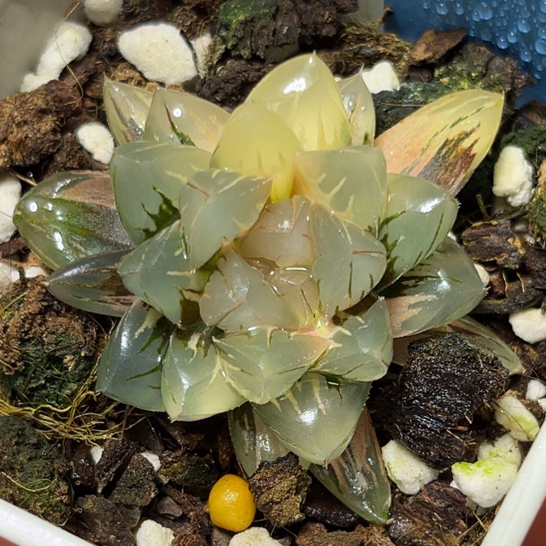 恭喜发财大吉大利606