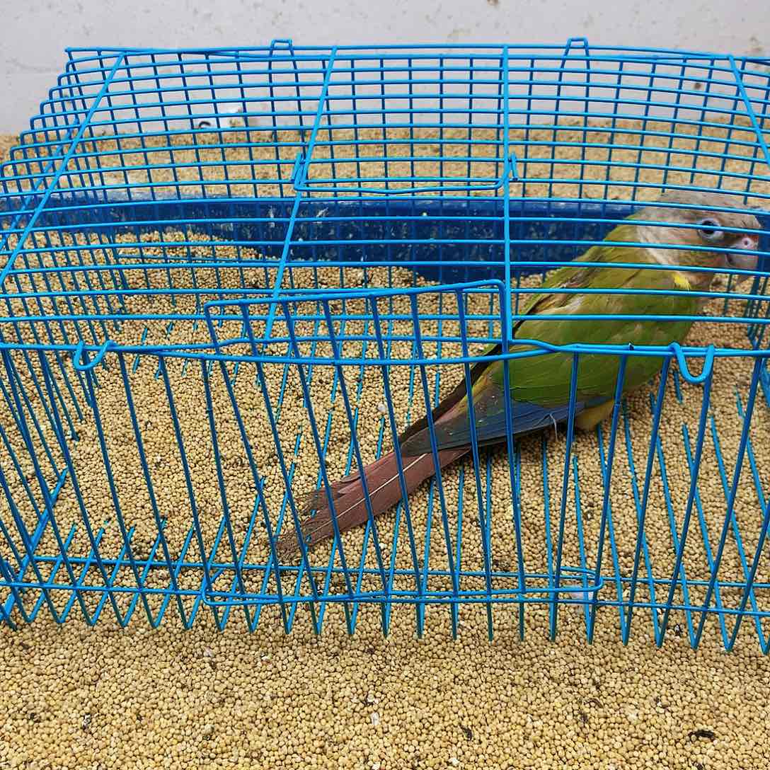 健***康虎皮鹦鹉牡丹一如