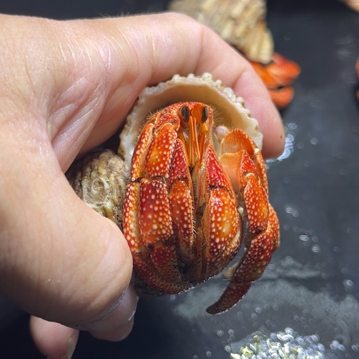 闪11号毛球3.0口径