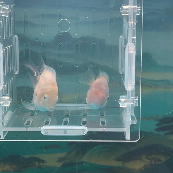 鹦鹉鱼白金一对4号单