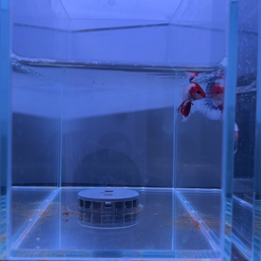 海水鱼泰国斗鱼0962号