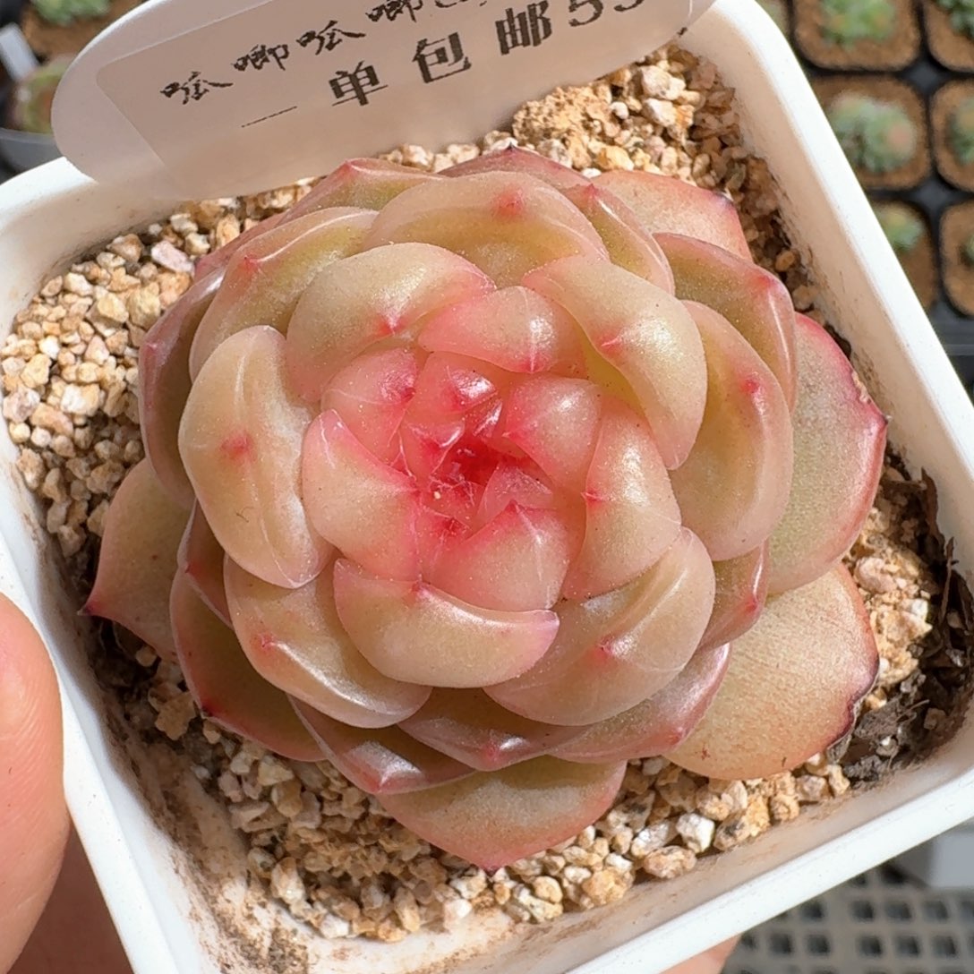 0317-059-编号混一颗