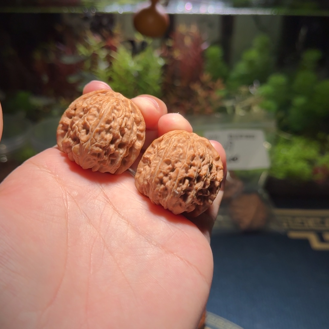 g*s350号35白狮子文玩核桃