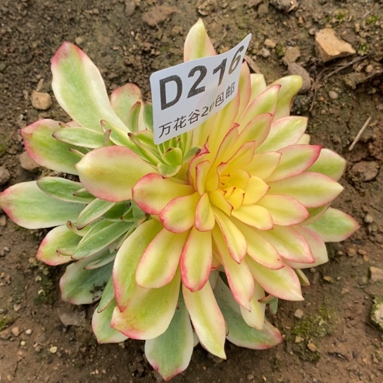 216油画少女多肉植物