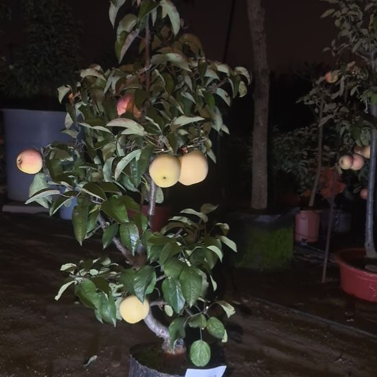 无花朵小高杆精品苹果盆景