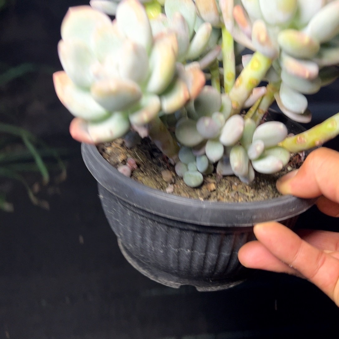 咖啡美人多肉植物39.8