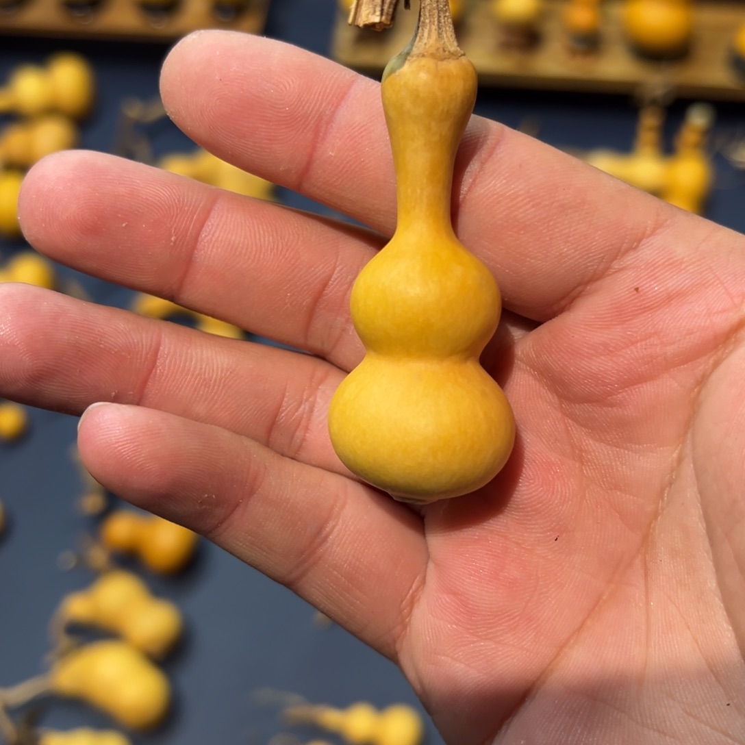 葫芦粗嘴八宝葫芦长直翻嘴