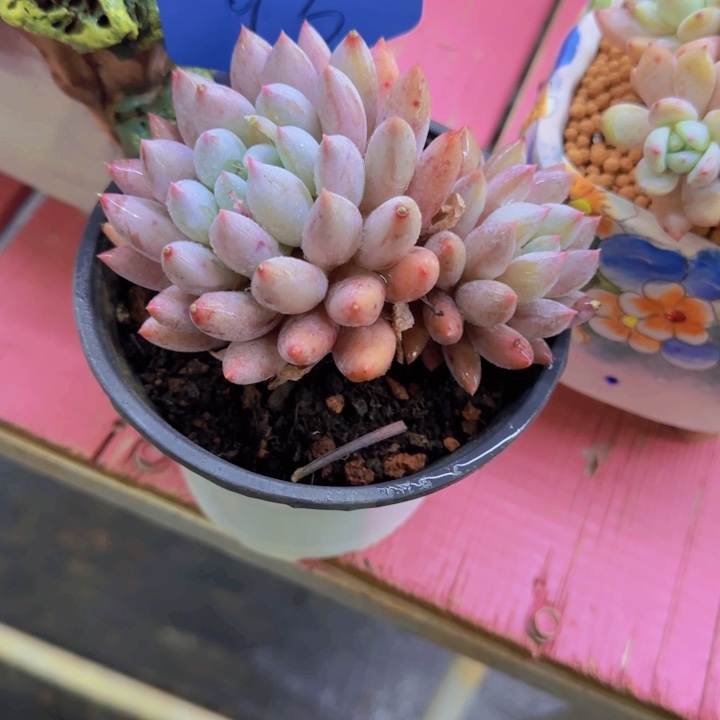 偷****仔93多肉植物一物一拍