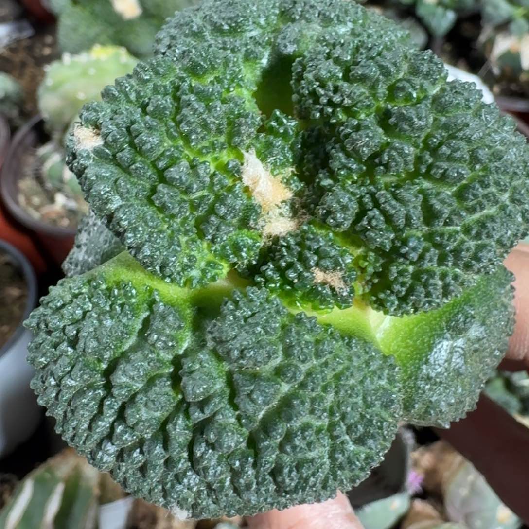 【闪购商品】大尤密尤哥斯拉741