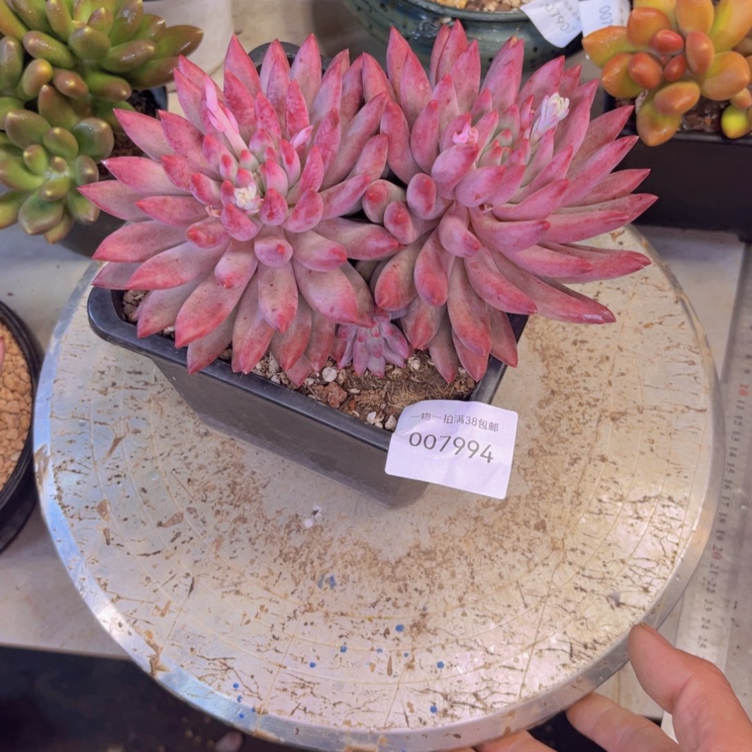 多肉一物一拍7994