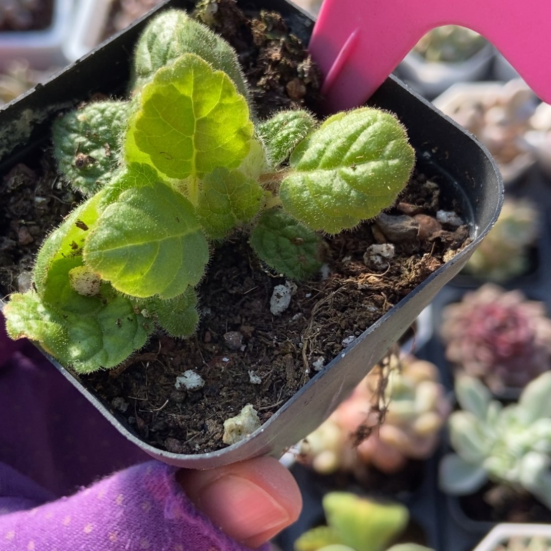 38断崖王子多肉植物