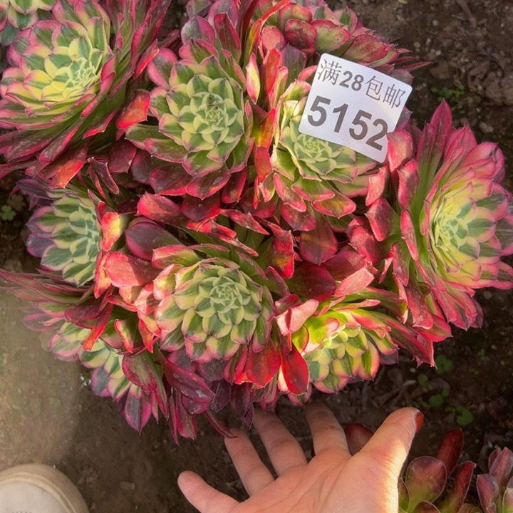 5152天和多肉植物