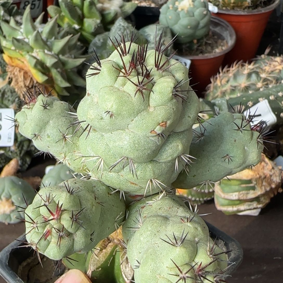 【闪购商品】群头大型体帝王722