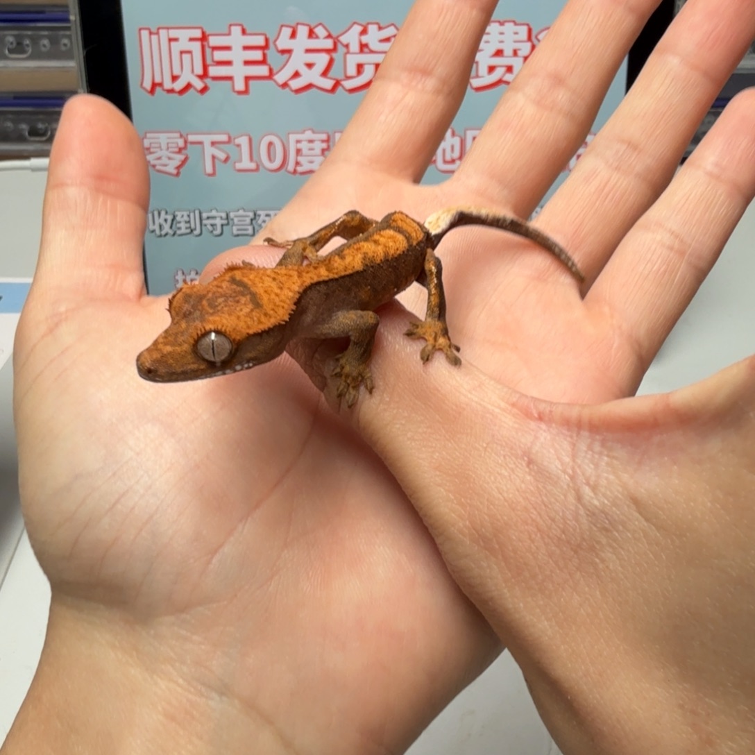 睫角守宫黑底小丑