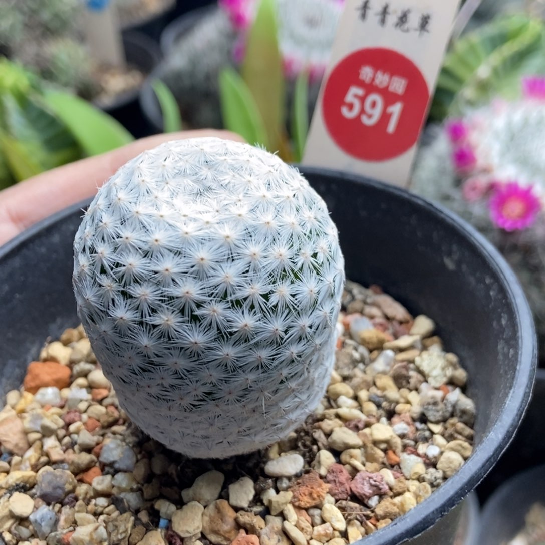 实生输入白鹭3.6cm一棵仙人球