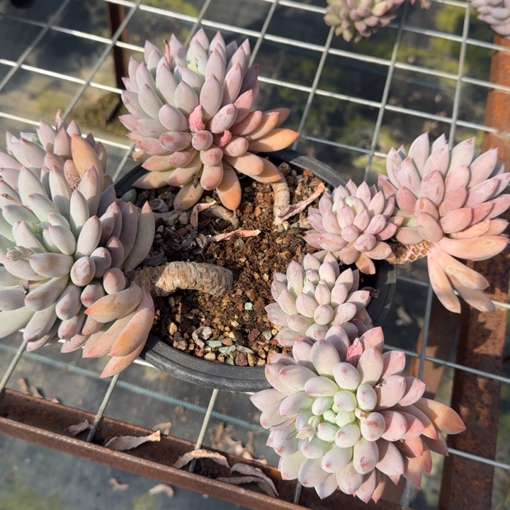 L***a所罗门多肉植物绿植